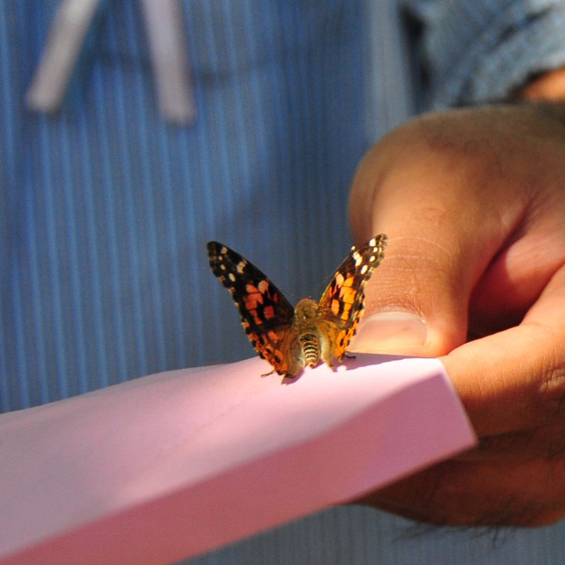 🦋 이타미시 곤충관 (이타미시 콘추칸) 이미지 8